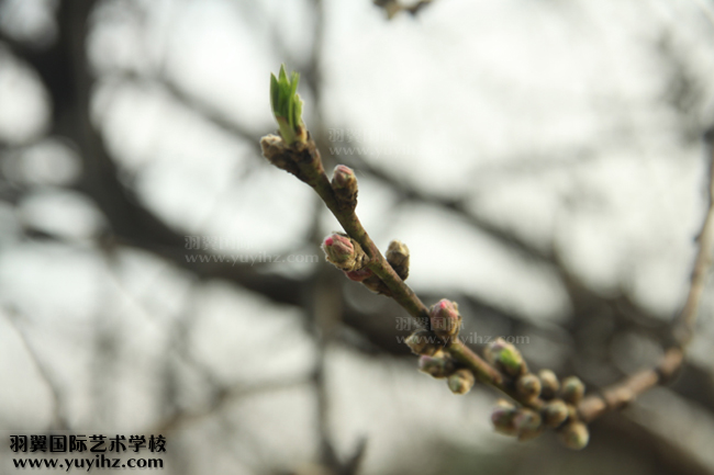 攝影培訓(xùn)班學(xué)員赴上海植物園拍攝練習(xí)情景