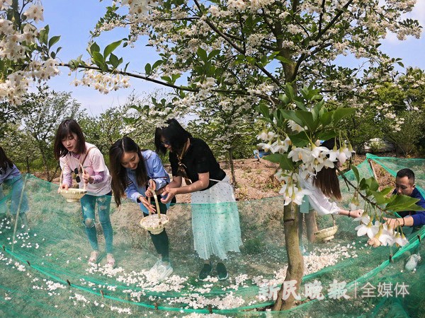 中國夢絲路情 茉莉花開文化節(jié)開幕