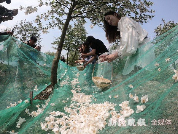 中國夢絲路情 茉莉花開文化節(jié)開幕