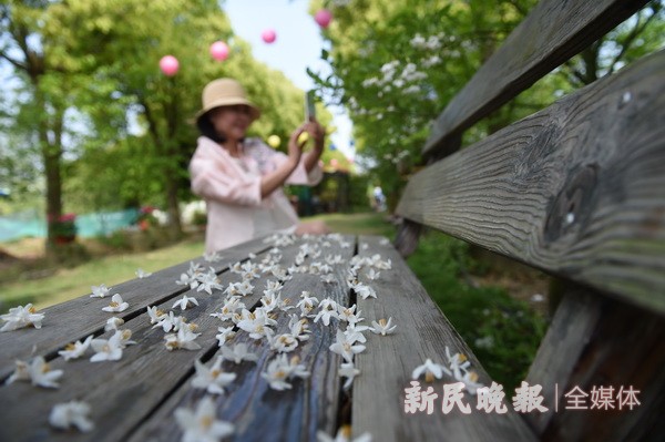 中國夢絲路情 茉莉花開文化節(jié)開幕